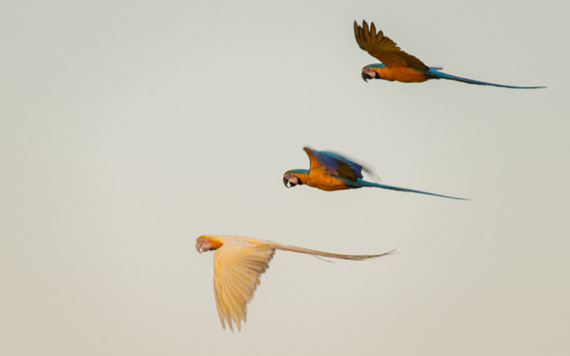 Ave albina com outras da mesma espécie, sem a condição genética, lado a lado. | @cloviscruvinel_fotografia