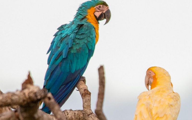 Ave albina com outras da mesma espécie, sem a condição genética, lado a lado. | @cloviscruvinel_fotografia
