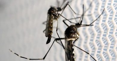 dengue