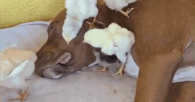 Cadela 'adota' pintinhos em fazenda de MT — Foto: Reprodução