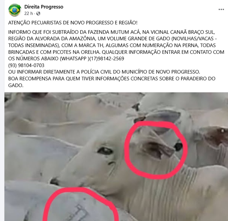gado mutuaca