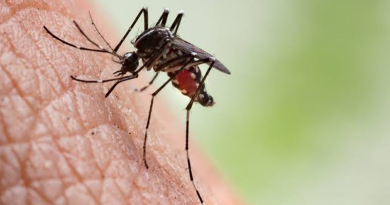 mosquito chikungunya