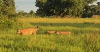 onça aroeira e filhotes