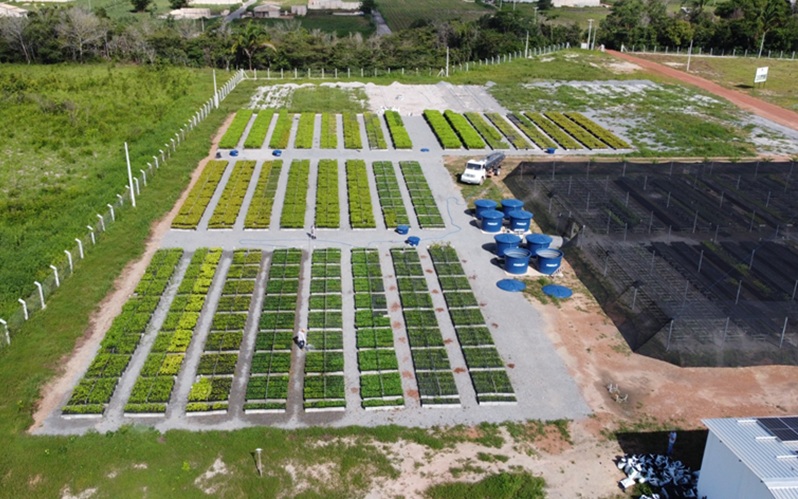 O viveiro está instalado em terreno de 3,6 hectares no Parque Ambiental de Santana do Araguaia (PA) (Foto>Reprodução)