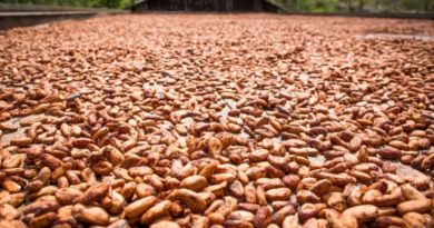Pará receberá feira sobre produção de cacau na Amazônia. — Foto_ Divulgação