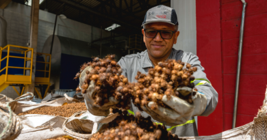 Caroço do açaí | Foto: Divulgação