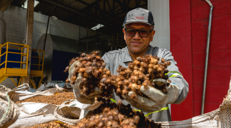 Caroço do açaí | Foto: Divulgação
