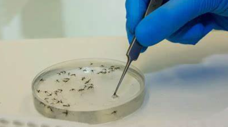 mosquito-febre oropouche