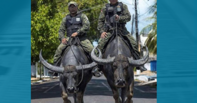 policia em bufalos