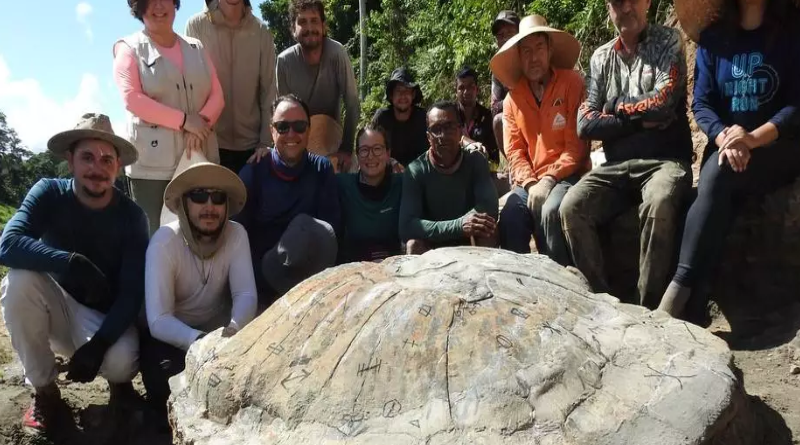 fossil tartaruga (1)