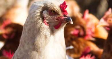 galinha-frango-granja