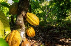 Katyana explicou que o cacau em sua cor dourada é o que dá origem ao chocolate fino. — Foto: Hélder Lana / Divulgação