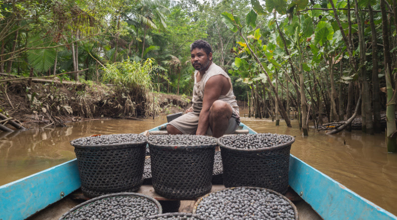 ABDI amplia estratégias para fortalecer bioeconomia da Amazônia após tarifaço
