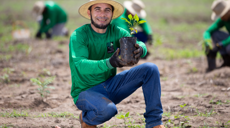 Iniciativa-planta-mais-de-12-mi-de-árvores-no-Cerrado-e-Amazônia.png
