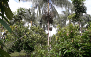 Área plantada do projeto RECA nos sistemas agroflorestais - (Foto: Divulgação)