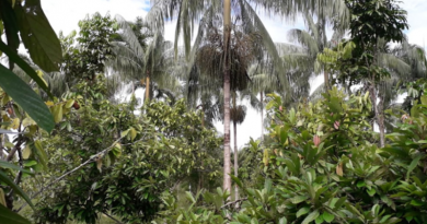 Área plantada do projeto RECA nos sistemas agroflorestais - (Foto: Divulgação)