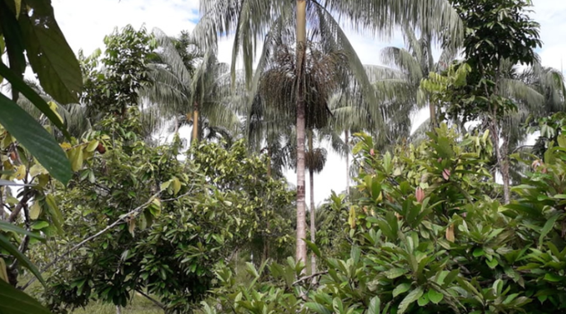 Área plantada do projeto RECA nos sistemas agroflorestais - (Foto: Divulgação)