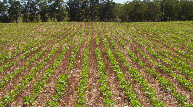 ORIGEO-Tratamento-de-sementes-auxilia-na-produtividade-superior-e-reduz-custos-para-o-produtor-agricola-apontam-estudos-foto-por-EMBRAPA