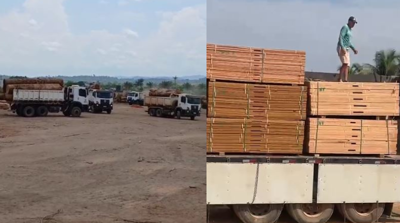 madeira apreendida em castelo