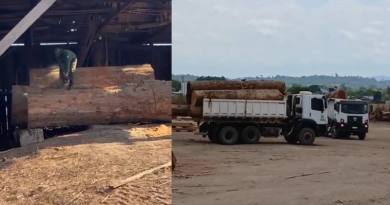 madeireira - op ibama