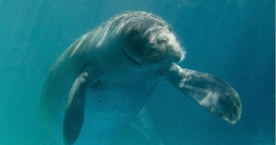 peixe boi da amazonia