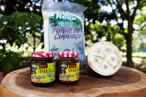 Plantio de cupuaçu gera emprego e renda. (Foto: Divulgação)