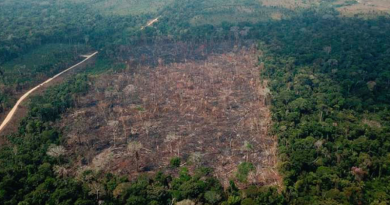 Desmatamento-amazonia