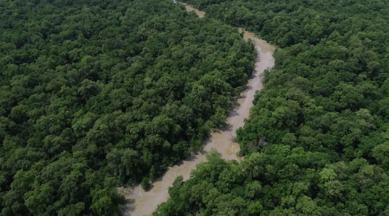 Dia da Amazônia tem programação especial e mobiliza sociedade para COP30 em Belém