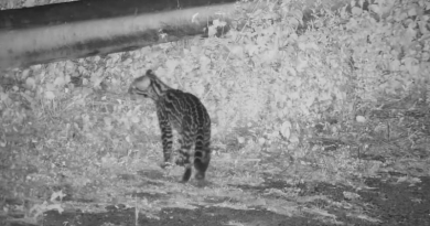 Fotos_-Norte-Energia