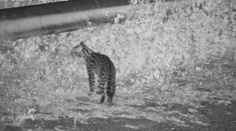 Fotos_-Norte-Energia