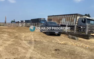 Polícia Civil investiga possível roubo de gado em fazenda de Novo Progresso