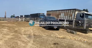 Polícia Civil investiga possível roubo de gado em fazenda de Novo Progresso
