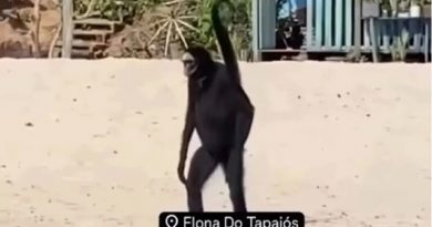 macaco