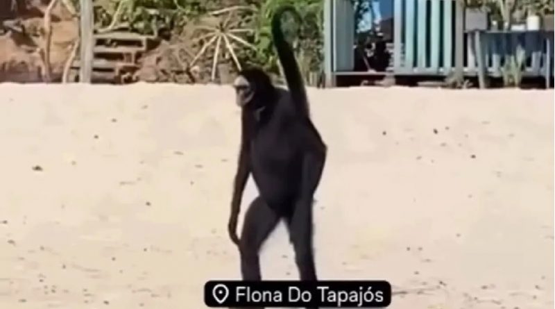 macaco