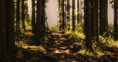 Novo Projeto - 2025-10-29T091737.697