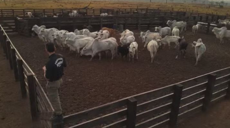 Operação combate gado ilegal na Terra do Meio, em Altamira, no Pará. — Foto_ Reprodução _ ICMBio