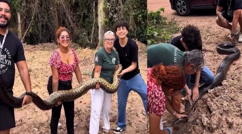 Sucuri grávida de 4,5 metros é resgatada em campus da UFPA