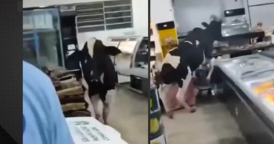 boi entra em supermercado e persegue açougueiro
