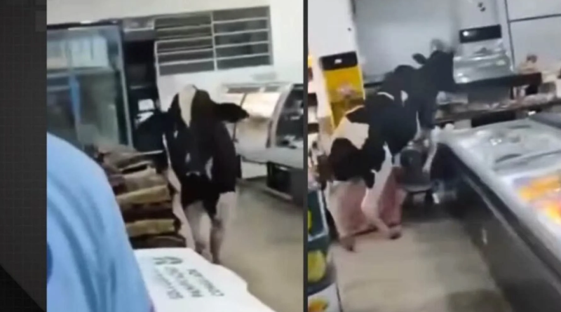 boi entra em supermercado e persegue açougueiro