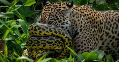 Sucuri enrolada no focinho da onça — Foto: Reprodução/Fabiano Oliveira