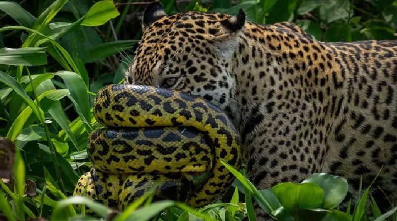 Sucuri enrolada no focinho da onça — Foto: Reprodução/Fabiano Oliveira