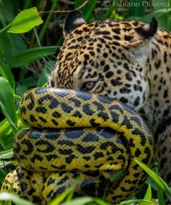 Sucuri enrolada no focinho da onça — Foto: Reprodução/Fabiano Oliveira