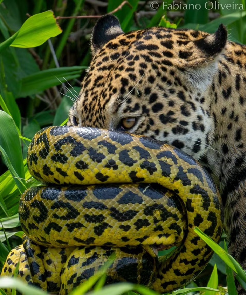 Sucuri enrolada no focinho da onça — Foto: Reprodução/Fabiano Oliveira