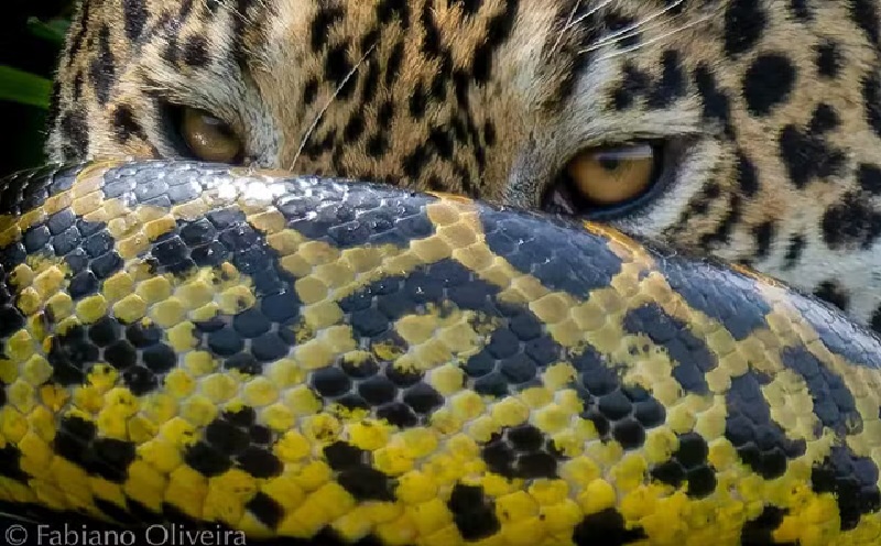 Sucuri enrolada no focinho da onça — Foto: Reprodução/Fabiano Oliveira