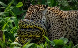 Sucuri enrolada no focinho da onça — Foto: Reprodução/Fabiano Oliveira