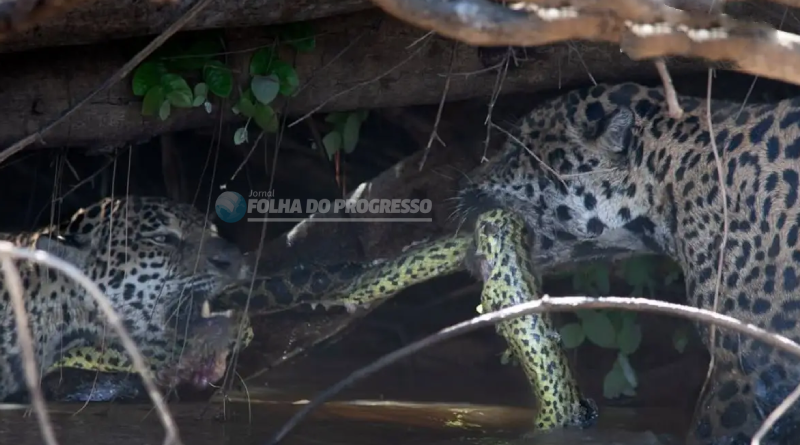 onças brincam de cabo de guerra com cobra sucuri