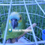 Mulher procura delegacia e registra furto de papagaio em Novo Progresso