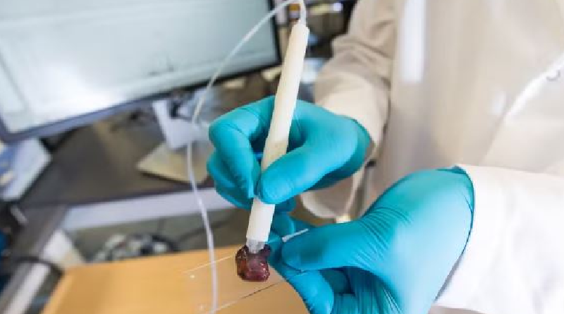 Demonstração de uso da caneta MasSpec em uma amostra de tecido humano — Foto_ Vivian Abagiu_Universidade do Texas