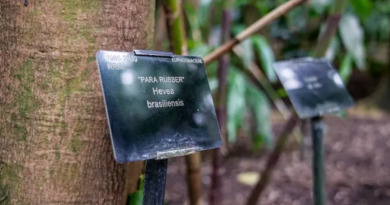Hoje, ainda há uma seringueira plantada no Kew Gardens, em Londres  Foto João da Mata  BBC

O ano era 1876 e o local era o porto de Belém do Pará. O inglês Henry Wickham, a bordo do transatlântico SS Amazonas, estava nervoso. Um atraso poderia arruinar a carga valiosa e perecível que ele carregava no porão 70 mil sementes da Hevea brasiliensis, a seringueira.

Às autoridades portuárias paraenses, ele declarou que dentro das caixas havia amostras botânicas extremamente delicadas destinadas ao Jardim Botânico Real de Kew Gardens, de propriedade de Sua Majestade Britânica, a rainha Vitória, em Londres.

Na minha mente, eu tinha toda a certeza de que se as autoridades descobrissem o objetivo do que eu tinha a bordo, seríamos detidos sob a alegação de que necessitavam de instruções do governo central do Rio, se é que não seríamos interditados, escreveu Wickham nas suas memórias.

Liberado para cruzar o Atlântico, numa viagem calma e azul, o inglês deixava para trás uma cidade em obras que estava se transformando em uma das mais modernas e pujantes das Américas, mas não por muito tempo.

Como a elite de Belém iria descobrir algumas décadas mais tarde, o objetivo encoberto pelo inglês era puramente econômico estabelecer uma indústria de cultivo de seringueiras, então exclusivas da Amazônia, do outro lado do mundo, nas colônias britânicas na Ásia.

E ele foi cumprido.

Wickham ao lado de uma seringueira plantada a partir de semente levada por ele da Amazônia  Foto Getty Images

Naqueles anos, a industrialização nos países da Europa e nos EUA crescia a um ritmo rápido, e a demanda pela poderosa borracha encontrada no Brasil, que passou a ser usada em pneus e máquinas, explodia.

Na década de 1860, você chega a uma situação em que o preço da borracha que chega aos portos de Londres é maior do que o da prata, conta à BBC News Brasil Caroline Cornish, coordenadora de pesquisa em humanidades do Kew Gardens, em Londres, instituição da realeza que contratou os serviços de Wickham.

As potências imperiais perceberam que, se quisessem expandir suas indústrias a um preço acessível, teriam que assumir o controle de seu próprio suprimento de borracha. Então foi isso que motivou todo o projeto de tirar sementes do Brasil e replantá-las, no nosso caso, em territórios britânicos no Sudeste Asiático.

No Jardim Botânico de Londres, apenas 2,6 mil das sementes levadas por Wickham germinaram, e foi o suficiente para serem transplantadas a países como Singapura, Malásia e Sri Lanka, onde se adaptaram com sucesso.

As vantagens dos seringais asiáticos criados pelos ingleses em relação aos brasileiros eram enormes. No Brasil, muitos seringais eram acessíveis somente por via fluvial, com meses de viagem entre o local de extração do látex e o destino final.

As seringueiras também estavam espalhadas pela floresta, não concentradas em um só lugar.

Na década de 1910, diante da nova concorrência concretizada, a economia amazônica, que vinha se baseando quase exclusivamente na exploração da borracha, ruiu.

Essa economia se revela, na verdade, desde muito cedo, uma economia muito frágil, muito dependente de uma única commoditie e dos preços do mercado internacional, explica Nelson Sanjad, especialista no ciclo da borracha no Museu Paraense Emílio Goeldi, em Belém.

Belém era o porto por onde saía a borracha da Amazônia em direção à Europa  Foto Vitor SerranoBBC

A travessia de Wickham da Amazônia à Europa naquele ano, portanto, marcou o início do fim do que foi chamado de ciclo da borracha, o auge da economia da região entre o fim do século 19 e início do século 20.

Era também o início de uma decadência de cidades como Manaus e Belém, transformadas durantes décadas em centros de riqueza, de arquitetura europeia e pioneiras em reformas urbanas, como a implantação de sistemas de iluminação elétrica.

Para os milhares de brasileiros que haviam se mudado para as periferias amazônicas, atraídos pela fascinação quase mítica da borracha, restou a floresta que o mundo pela primeira vez dava as costas.

Agora, sede da Conferência da ONU sobre Mudança Climática, a COP30, Belém traz os olhos do mundo de volta para a floresta. Dessa vez, para enxergar nela não o que se pode extrair, mas o que se pode preservar.

A BBC News Brasil mergulhou nessa história (veja também em vídeo) e ouviu dos especialistas os aprendizados - sobre biodiversidade, desenvolvimento e desigualdade - que os altos e baixos do ciclo da borracha podem trazer para vida atual de Belém e da floresta.

Wickham, ladrão
A colheita das sementes de seringueiras na região do rio Tapajós, no oeste do Pará, e a passagem por Belém são descritas pelo próprio Wickham como uma farsa montada e um contrabando, como relata o escritor Joe Jackson no livro O ladrão do fim do mundo (Editora Objetiva).

Mas, para o pesquisador Nelson Sanjad, do Museu Paraense Emílio Goeldi, parte dessa narrativa foi usada pelo próprio Wickham para dar contorno de heroísmo à sua história.

Pelos serviços prestados à coroa britânica, ele chega a receber o título de cavalheiro da Ordem do Império Britânico, tornando-se Sir, em 1920.

Mas o que de Wickham de fato fez, segundo Sanjad, foi completar um processo que muitos exploradores europeus tentavam concluir naquele momento levar as seringueiras para fora do Brasil.

Henry Wickham foi visto como herói no Reino Unido  Foto AFP via Getty Images

Ele é a pessoa que teve talvez as condições apropriadas, no momento certo, para fazer essas coletas, o trabalho de reprodução no jardim botânico e a organização da produção em larga escala no mundo colonial europeu, diz o pesquisador.

Além do inglês, os franceses e holandeses tentaram realizar o mesmo processo com plantações no Vietnã e na Indonésia, respectivamente, mas sem o sucesso britânico.

Agora é um fato que ele se torna o ícone, o símbolo da falência dessa economia da Amazônia, completa Sanjad.

Contatado pelo Kew Gardens, Wickham já vivia na Amazônia, na região de Santarém (PA), com vínculos com os chamados federados, americanos fugidos da guerra civil no Sul dos Estados Unidos.

Ele certamente conhecia bem a terra, as pessoas e consegue reunir as 70 mil sementes em questão de poucos dias, relata a pesquisadora Caroline Cornish, do Kew Gardens.

Apesar de a coleta das sementes e a transferência para Londres ser descrita como roubo e um dos primeiros casos de biopirataria, os termos também são alvo de debate.

Se você está apenas olhando para a estrutura legal na época, não havia uma lei sobre a exportação de sementes de borracha do Brasil. Então, não era tecnicamente ilegal, mas obviamente também não era completamente ético, diz Cornish, em Londres.

Em Belém, Nelson Sanjad reforça que não havia uma legislação que apontasse uma ilegalidade da ação naquela época e que, portanto, não deve ter sido difícil para Wickham sair do Brasil com o navio cheio.

Eu creio que considerar isso biopirataria ou tráfico seja um anacronismo, avalia. Isso é, avaliar um fato do passado com as lentes de hoje.

Nós temos notícias de naturalistas que entram na Amazônia e levam milhares de plantas, animais e artefatos indígenas. Essa é uma prática comum no século 19, uma prática colonial de apropriação.

A seringueira é nativa da floresta Amazônia  Foto Vitor SerranoBBC

Acho que o mais importante de tudo isso não é julgar e condenar, mas tentar entender essas formas de controle, de produção, de colonialismo, que estão em jogo nesse momento, no século 21, para que isso não se perpetue, conclui Sanjad.

Representando o Kew Gardens, Caroline Cornish diz que o jardim botânico de Londres reconhece que o colonialismo foi um processo extrativista, que foi um dos muitos atores envolvidos nesse movimento e em todas as consequências ambientais, humanas e econômicas.

Das bolas indígenas aos pneus Michelin
Seja para impermeabilizar objetos ou para a fabricação de bolas usadas em brincadeiras, os povos indígenas da Amazônia já usavam o látex séculos antes dos primeiros contatos com os europeus.

Em 1730, acontece um marco importante do conhecimento do látex no outro lado do mundo, com a viagem do explorador francês Charlie Marie de La Condamine.

Em expedição pelo rio Amazonas, ele convive com indígenas Omágua e começa a escrever sobre a borracha utilizada por aquele povo. Os relatos logo se espalham pela Europa.

Bola de látex feita por indígenas da Amazônia e as sementes de seringueira  Foto Getty Images

No Brasil, os portugueses começam a aplicá-la na impermeabilização de calçados, com evidências documentais mostrando existência de fábricas de botas e sapatos em Belém que exportavam para Europa desde o final do século 18.

Mas havia um problema a borracha, até então, era um material inconsistente, sem estabilidade. No excesso do calor, ela ficava pegajosa; no excesso de frio, quebradiça.

Isso muda em 1839, quando o inventor americano Charles Goodyear cria um processo chamado vulcanização,

Ele consistia em misturar a borracha com enxofre e aquecê-la, para que ela ficasse mais resistente, durável e elástica.

A partir daí, várias novas tecnologias, produtos e aplicações começaram a surgir, como o pneu de automóvel, inventado pelos irmãos Michelin em 1845

A borracha é a matéria-prima que propicia uma segunda revolução industrial. A partir dela, vários instrumentos e objetos que eram fabricados antes com couro, começam a ser fabricados com a borracha, tendo uma aplicação praticamente infinita, explica Nelson Sanjad.

O comércio da borracha passa a escalar mundialmente, impulsionada pela popularização da bicicleta e a chegada dos automóveis

Estava formado o chamado boom da economia da borracha amazônica.

Na segunda metade do século 19, a Amazônia dominava pelo menos 90% do mercado mundial da borracha. O restante vinha de outras árvores, menos produtivas que a seringueira brasileira.

Também nessa época, o governo brasileiro abre o rio Amazonas ao comércio internacional, permitindo a entrada de navegadores europeus.

Eram muitos agentes coloniais oriundos de instituições científicas e empresas de exportadores em busca desse ouro negro, como era chamado a borracha nessa época, conta Sanjad.

Rapidamente Belém foi do boom à decadência com a queda da borracha brasileira  Foto Vitor SerranoBBC
Os europeus e os americanos estavam, na verdade, tentando criar alternativas ao fornecimento dessa borracha cada vez mais essencial - e não queriam ficar dependentes de um único país, o Brasil.

Enquanto eles não conseguiam fazer isso, as cidades da Amazônia se desenvolviam em torno da (frágil) economia da borracha. Primeiramente Belém, principal porto para saída ao Atlântico; e, depois, Manaus.

De 'Paris N'Ámerica' a Belém das baixadas
Sede do porto de onde, num primeiro momento, saía toda a borracha em direção à Europa, Belém foi rapidamente se transformando de pequena capital restrita a uma atividade portuária a um centro urbano que replicava o que era considerado moderno naquela época. Ou seja a Europa.

Os governantes da época queriam mostrar que Belém era uma das capitais do mundo em termos de importância, de beleza e de riqueza, conta Rebeca Ribeiro, diretora do Departamento de Patrimônio Histórico, Artístico e Cultural do Pará.

Então, se queria que Belém fosse parecida com Paris e Londres.

O maior símbolo dessa época na cidade é Theatro da Paz, na Praça da República. Inaugurado em 1878, ele foi inspirado no Teatro alla Scala, de Milão, na Itália.

Theatro da Paz é considerado o maior símbolo do ciclo da borracha em Belém  Foto Vitor SerranoBBC
Além dos edifícios, também há a transformação de toda infraestrutura da cidade, como rede de esgoto, sistema de iluminação elétrica, transporte ferroviário e usinas para cremação de lixo. Novas avenidas largas, arborizadas e planejadas são construídas como boulervards parisienses.

O responsável para dar impulso às maiores reformas urbanas de Belém foi o intendente Antonio Lemos (o equivalente a prefeito naquela época), que chega ao poder em 1897.

Nesse momento, ele vai desenvolver um novo código de posturas para a cidade, explica a professora Celma Vidal, coordenadora do Laboratório de Historiografia da Arquitetura e Cultura Arquitetônica da Universidade Federal do Pará (UFPA).

Ele começa a dizer como as pessoas deveriam morar, como deveriam ser as casas, as diretrizes de como as pessoas deveriam agir no espaço público e até nos espaços privados, nas suas casas.

Belém chegou a ser apelidada de Paris N'Ámerica e Manaus, que enriqueceria alguns anos mais tarde, a Paris dos Trópicos.

A capital paraense também se torna o primeiro centro financeiro da região, com instalação de bancos europeus que vão financiar as reformas urbanas e a própria economia da borracha.

Belém ganhou avenidas inspiradas nos boulevards franceses  Foto ArquivoIBGE 

Com tanto dinheiro circulando, o Norte se torna pela primeira vez o destino de uma imigração massiva dentro do Brasil.

Entre 1870 e 1900, 300 mil nordestinos teriam migrado para toda a Amazônia, segundo pesquisas, fugindo das secas.

Entre os Censos de 1890 e 1920, a população de Belém saltou de 50 mil para 236 mil habitantes, um crescimento de 370%, menor apenas que o de São Paulo, que vivia o auge da exploração de outra riqueza o café.

Mas enquanto os donos de seringais e as empresas europeias que forneciam infraestrutura enriqueciam, boa parte dos migrantes acabava ficando sem trabalho - e sem dinheiro.

O lucro fica nas mãos de poucas famílias que detêm as terras. Mas a riqueza mesmo produzida pela exportação do látex não fica na região amazônica. Ela é drenada pelas casas exportadoras e pelas instituições bancárias que forneciam crédito a preço muito caro, conta pesquisador Nelson Sanjad.

Os milhares de migrantes que chegavam e não iam trabalhar diretamente nos seringais começaram, então, a povoar as margens de Belém.

São os arrabaldes da cidade, as áreas mais baixas, que a gente chama desde então de baixadas. Havia muita pobreza nesse momento, explica a professora Celma Vidal, da UFPA.

A desigualdade existia em várias cidades brasileiras nesse momento, mas talvez em Belém isso apareça de uma forma mais clara, em função de uma riqueza muito intensa dessa elite da borracha. Então, talvez esse contraste ele seja mais evidente.

Quando o dinheiro da borracha para de jorrar com o sucesso dos seringais asiáticos criados pela Inglaterra, a elite paraense entra em decadência e a infraestrutura urbana começa também a se deteriorar.

Mas a periferia não vai vivenciar essa decadência, porque ela realmente não tinha esses serviços a seu dispor. Então, essa decadência é válida para um determinado lado da cidade, mas não para toda população, diz Vidal.

A partir do fim dos anos 1930, um novo ciclo passageiro da borracha ainda deu esperança para a elite seringalista e seringueiros na Amazônia.

Com a Segunda Guerra Mundial, o Japão bloqueou o acesso dos países aliados, como Reino Unido e EUA, ao látex asiático. E isso colocou o Brasil na rota do comércio mundial de novo.

Foi nessa época que foram convocados para Amazônia os chamados soldados da borracha.

Entre 1943 e 1945, cerca de 55 mil pessoas, a maioria mais uma vez vinda do Nordeste, chegou à região com o objetivo de extrair borracha para a indústria dos Estados Unidos.

Mas, depois do fim da guerra e a abertura do mercado asiático, os Estados Unidos suspenderam os investimentos, e a Amazônia voltou a sofrer com a decadência econômica.

Desde então, a extração de borracha nunca mais teve a mesma importância econômica, embora a atividade tenha permanecido em escala local na Amazônia, em Estados como o Acre.

No segundo ciclo da borracha, porém, mais uma vez as periferias da Amazônia continuaram crescendo, sem o acompanhamento de serviços públicos.

Sempre as áreas periféricas ficam à mercê. É assim há décadas, décadas e décadas. Isso foi se tornando uma coisa estrutural, diz Celma Vidal, da UFPA.

E as políticas que foram sendo desenvolvidas ao longo do tempo por vários governos não atacaram isso de uma forma como deveria ser feito.

Moradores do Barreiro seguem na expectativa de obras no canal que corta o bairro  Foto Vitor SerranoBBC

Belém, segundo o IBGE, é hoje a capital com mais pessoas vivendo em favelas (na cidade, as baixadas) no Brasil cerca de 57%. Em segundo lugar, está outra capital da borracha, Manaus, com cerca de 56%.

Agora, com a COP30, Belém tem vivido um momento de transformação urbana que não via há décadas. Investimentos bilionários abriram novas avenidas, reformaram prédios públicos e criaram novos espaços de lazer.

O prefeito Igor Normando (MDB) chegou a dizer num evento em outubro que a cidade vive um novo ciclo da borracha.

Belém não acompanhou o desenvolvimento e continuou com política extrativista. E isso fez com que declínio do ciclo da borracha fosse algo sem precedentes para nossa cidade, disse.

Hoje estamos vivendo um segundo momento, que é momento da COP, momento em que estamos vivendo quase segundo ciclo da borracha. Para que isso possa ocorrer, precisamos estar atentos ao pós-COP, declarou o prefeito.

As obras têm dado autoestima para a cidade, que prontamente começou a ocupar os novos espaços urbanos. Mas, para muitos que moram na periferia, a sensação é de que mais uma vez podem estar ficando de lado.

Quando surgiu essa COP 30, nós ficamos muito apreensivos de transformar a vida da periferia, transformar o povo da periferia, diz o cantor Charles Augusto Evangelista, líder comunitário do bairro Barreiro, vizinho ao Parque da Cidade, um centro de eventos construído para receber o evento mundial.

No meio do bairro, passa um canal, o de São Joaquim, com mais de dois quilômetros de extensão. A prefeitura de Belém prometeu uma nova urbanização para a área, hoje marcada por lixo e ocupação irregular das margens.

Para a COP, estão sendo contemplados apenas 720 metros do canal, e 40% da obra está concluída, segundo a prefeitura.

A urbanização das margens de canais em regiões nobres ou centrais, como o da Nova Doca e da Almirante Tamandaré, foram totalmente concluídos.

A prefeitura não informou se tem planos pós-COP para o canal de São Joaquim.

Mesmo que as obras não estejam acontecendo em seu bairro do Barreiro, Charles Augusto diz perceber que Belém está um canteiro de obras, com melhorias no espaço urbano que podem alcançar todos.

Mas essas obras não impactam diretamente o dia a dia das pessoas da periferia. Eu acho que temos um grande caminho ainda pela frente, e eu não sei o que vai acontecer depois da COP, diz.

São mazelas políticas de anos, de prefeitos, governadores, vereadores, deputados que não se preocuparam com o futuro. Esse futuro de hoje foi ocasionado no passado.

Obras da COP30, como a da Nova Doca, têm sido vistas como um novo momento de transformação urbana de Belém  Foto Vitor SerranoBBC