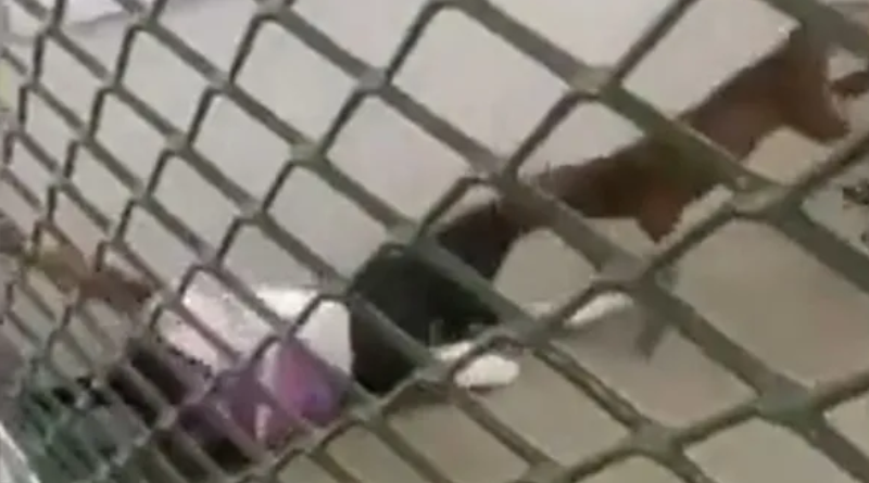 Novo Projeto - 2025-11-19T123844.286